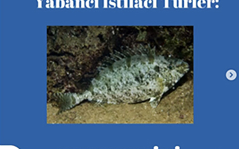 Yabancı yayılımcı türlerin Ege Denizi özelinde izlemeye alınması bölgemiz balıkçılığı ve turizmi açısından oldukça önemlidir. Türkiye özellikle Kızıldeniz yoluyla giriş yapan bu türlerin ilk durak noktasını oluşturmakta, ilk etkilenen ülkelerin başında gelmektedir. Kısaca Türkiye Akdeniz için ilk erken uyarı noktasıdır.
Ege Denizi’nde yabancı-yayılmacı tür olarak kayıtlara geçmiş 47 familyaya ait toplam 64 tür bulunmaktadır.
Beyaz Sokar Balığı (Siganus rivulatus) & Esmer Sokar Balığı (Siganus Lurıdus)
Beslenme Şekli: Bentik algler ve deniz çayıları ile beslenir. Otçul (herbivor) bir balık türüdür.
Doğal Yayılış Alanı: İndo-Pasifik ve Hint Okyanusu kökenli türler, Akdeniz’e Süveyş Kanalı aracılığıyla ulaşmıştır.
Türkiye’deki Yayılışı: Doğu Akdeniz ve Ege Denizi
Etkileri: İlk istilacı türlerdendir. Ekonomik değeri vardır. Boyu genellikle 15-20 cm arasında değişir. Diğer zehirli balıkların aksine otçul olarak beslenen tek zehirli balıktır. Sırt ve karın yüzgeçlerinin tümü zehir bezleri taşır. Bir ilginç özelliği de öldükten sonra bile zehirinin etkisini dikenlerinde korumasıdır. Bu yüzden balıkları ağdan alırken bile zehirlenmek mümkündür. Kıyı balıkçılığı için çok önemli bir türdür. Ege denizinde çok yoğun miktarda bulunan bu tür. Balıkçılar ve yerel halk tarafından tüketilen bir türdür.
Göçmen Deniz Anası (Rhopilema nomadica)
Doğal Yayılış Alanı: Hint ve Pasifik Okyanusu
Türkiye’deki Yayılışı: Akdeniz, kısmen Ege Denizi
Geliş Yolu: Süveyş Kanalı
Etkileri: Obur bir tür olduğundan karides, midye ve balık larvalarını yiyerek besin zincirinde çökmelere neden olmaktadır. Özellikle kıyı turizmine zarar vermektedir. Mersin - Taşucu'nun doğusunda, özellikle yaz aylarında daha fazla görülür ve yüzücüler, balıkçılar ve dalgıçlar için potansiyel tehlike oluşturur.
Göçmen Deniz Anası (Rhopilema nomadica)
Doğal Yayılış Alanı: Hint ve Pasifik Okyanusu
Türkiye’deki Yayılışı: Akdeniz, kısmen Ege Denizi
Katil Yosun (Caulerpa racemosa)
Doğal Yayılış Alanı: Kızıl deniz kökenli, İndo- Pasifik bir türdür.
Türkiye’deki Yayılışı: 1950’li yıllarda Doğu Akdeniz Türkiye kıyılarında görülmüştür.